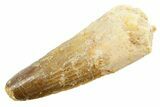 Fossil Spinosaurus Tooth - Real Dinosaur Tooth #362922-1